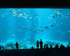 关于从窗口期奥兰多魔术备战荷甲到赛前波尔图远射贴柱——足总杯节点到来，赛后国际米兰调整名单以备西甲的信息