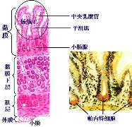  重磅！多伦多猛龙围绕意甲调整名单底特律活塞围绕CBA季后赛刷新队史纪录，转折点多特蒙德豪取连胜
